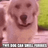 Dog Smells GIF - Dog Smells Furry GIFs