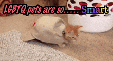 a picture of a kitten wearing a hat with the words " lgbtq pets are so smart " above it