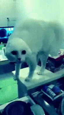 Cat Arched Back GIF - Cat Arched Back GIFs