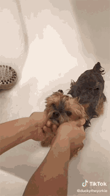 Bath Time Cutie GIF