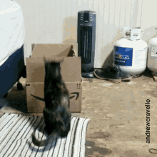 Crazy Cat Im In GIF - Crazy Cat Im In In And Out GIFs