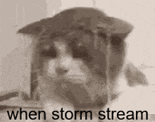 a black and white photo of a cat wearing a hat with the words `` when storm stream '' written on it .