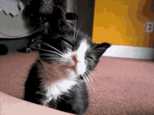 Tires Tires GIF - Tired Cat Tired Sleepy GIFs