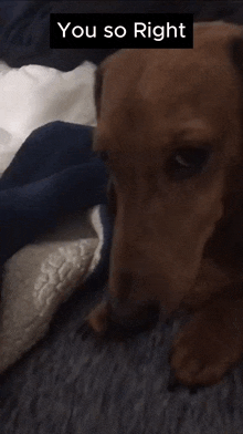 a dachshund laying on a bed with the words " you so right " written above it