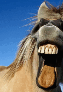 Horse Horse Smile GIF - Horse Horse Smile Horse Teeth GIFs