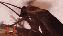 Cockroach Insect GIF - Cockroach Insect GIFs