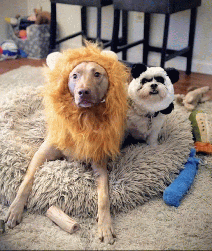 Happy Halloween GIF - Happy Halloween Doggies - Discover & Share GIFs