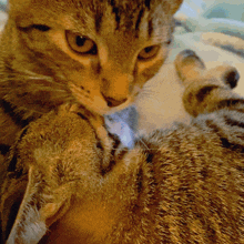 spazcat kitty cat cats kisses