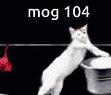 Mog 104 GIF - Mog 104 GIFs