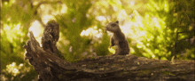 a small squirrel is sitting on a tree stump