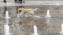 Playing At The Fountain Dog GIF