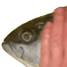 fishpat fishe