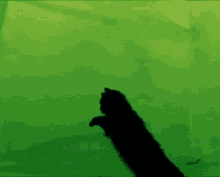 cat green screen spin acrobatics jump