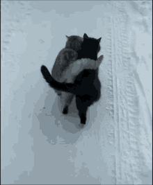 Wintercats Mims GIF