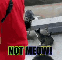 Seal Not Now GIF - Seal Not Now Not Meow GIFs