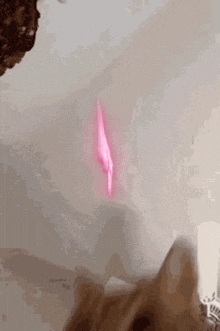 a close up of a cat playing with a pink laser pointer