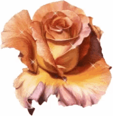 beauty rose