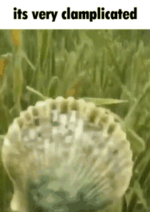 Shrimple Clam GIF - Shrimple Clam Clampicated GIFs