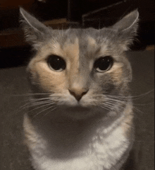 a close up of a cat 's face with a black eye