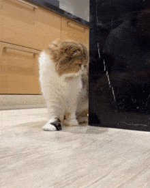 Cat Scared GIF - Cat Scared Spooked GIFs