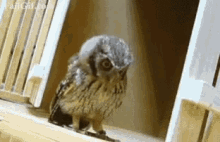 Owl Attack GIF - Owl Attack Strike GIFs