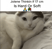 a white cat is laying on a bed with a caption that says jolene thinkin if 17 cm is hard or soft