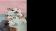 a person is holding a cat in their arms and the cat is making a funny face .