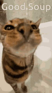 Good Soup Cat GIF - Good Soup Cat Cat Drinking GIFs