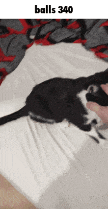 a black and white cat is laying on a bed with the words balls 340 written above it