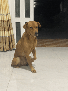 a brown dog sitting on a tile floor in front of a door