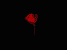 Rose Roses GIF - Rose Roses Darkness GIFs
