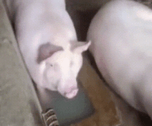 Pig Piggy GIF