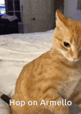 Hop On Armello Cat GIF - Hop On Armello Hop On GIFs
