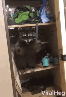 Raccoon In The Closet Hi There GIF - Raccoon In The Closet Hi There Help Me Out GIFs