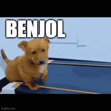 a small brown dog is running on a treadmill with the word benjol written on the bottom .