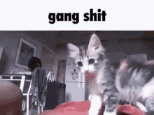Gang Shit Cat Shit GIF - Gang Shit Cat Shit My Man GIFs