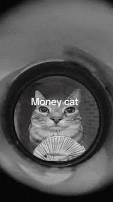 Meme Funny GIF - Meme Funny Cat GIFs