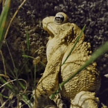 Toad Fake Quote GIF - Toad Fake Quote Confucius GIFs