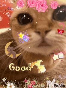 Mika Cat GIF - Mika Cat Luna'S Cat GIFs