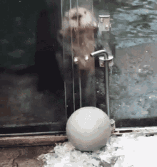 Sea Otter Let Me In GIF - Sea Otter Let Me In Bangbang GIFs