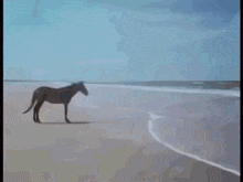 a dog is sitting on the beach in the water