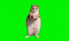 Dancing Cat GIF