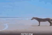 лошадь почему GIF