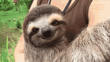 smile happy hug cuddle sloth