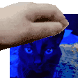 a person is petting a blue cat in a swimming pool