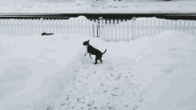 Cleared Snow Pup GIF - Cleared Snow Pup Dog GIFs