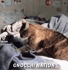 Macaeda Gnocchi Nation GIF - Macaeda Gnocchi Nation Gnocchi Naysh GIFs