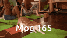 Mogcat 165 GIF - Mogcat Mog 165 GIFs