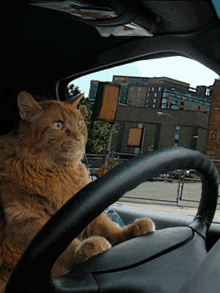 cat driving nervous tense