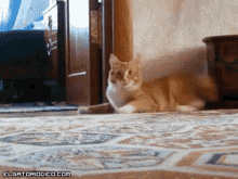Cat Run GIF - Cat Run Scared GIFs
